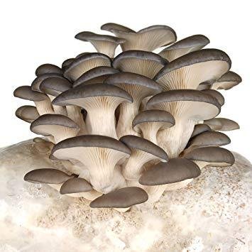 Mushroom 1/2 lb