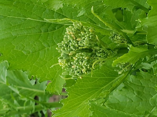 Spring Raab (leafy green with small florets great in pasta)