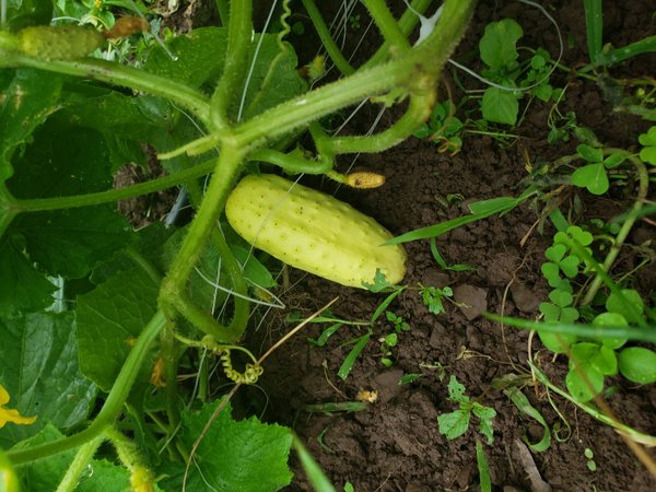 Cucumber 1-1.25 lb