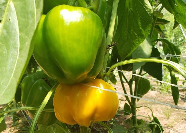 Green and turning bell Peppers