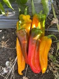 Italian sweet peppers