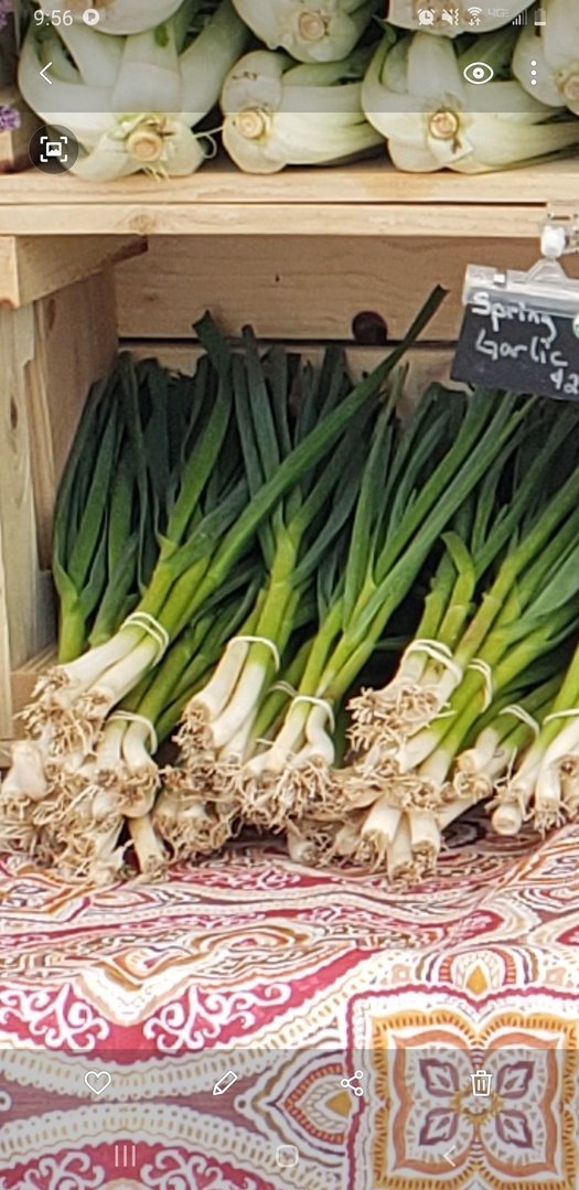 Spring garlic